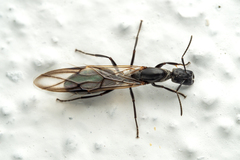 Colobopsis leonardi
