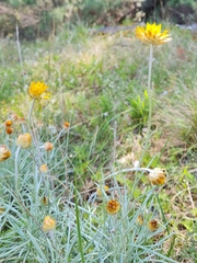 Leucochrysum albicans