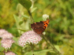 Polygonia c-aureum