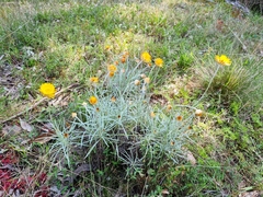 Leucochrysum albicans