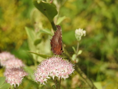 Polygonia c-aureum