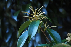 Lithocarpus glaber