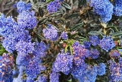 Ceanothus papillosus
