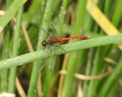 Sympetrum eroticum