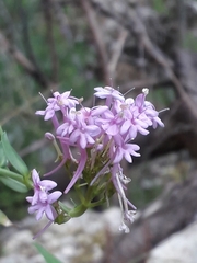Centranthus angustifolius