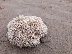 Muricidae