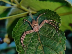 Hamadruas hieroglyphica