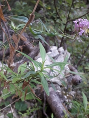 Centranthus angustifolius