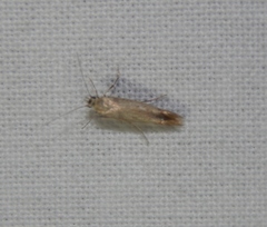 Tineola bisselliella