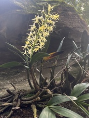 Dendrobium speciosum