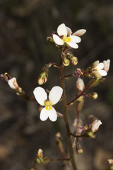 Stylidium piliferum