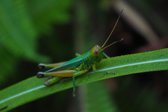 Hieroglyphus tonkinensis