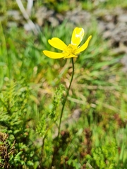 Ranunculus lappaceus