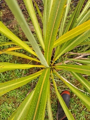 Cordyline