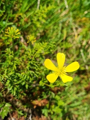 Ranunculus lappaceus