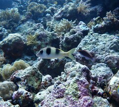 Parupeneus crassilabris