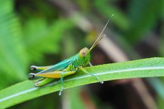 Hieroglyphus tonkinensis