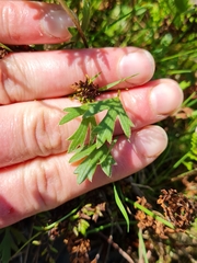 Ranunculus lappaceus