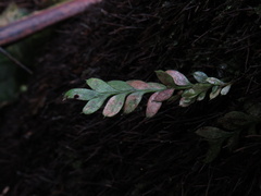 Tmesipteris lanceolata