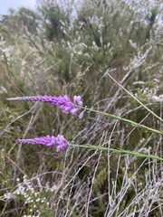 Comesperma virgatum