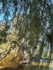 Salix