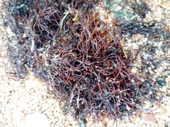 Furcellaria lumbricalis