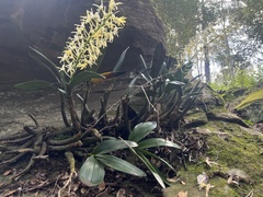 Dendrobium speciosum