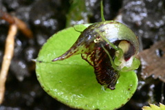 Corybas orbiculatus