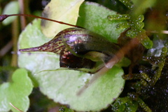 Corybas orbiculatus