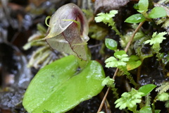 Corybas orbiculatus