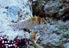 Cirrhitichthys falco