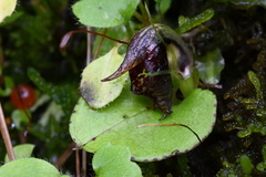 Corybas orbiculatus