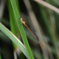 Argiocnemis rubescens