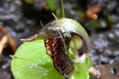 Corybas orbiculatus