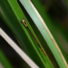 Argiocnemis rubescens