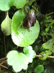 Corybas orbiculatus