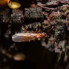 Myrmica rubra