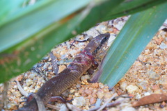 Ateuchosaurus chinensis