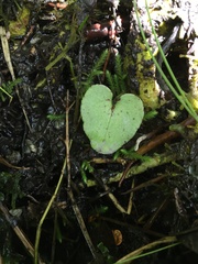 Corybas orbiculatus