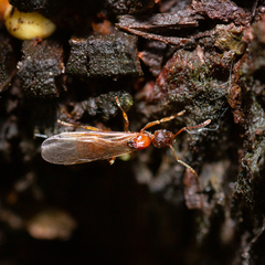 Myrmica rubra