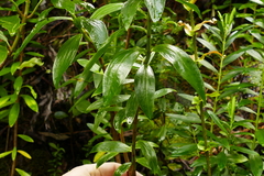 Pimelea longifolia