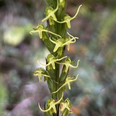 Peristylus monticola