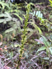 Peristylus monticola