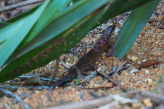 Ateuchosaurus chinensis