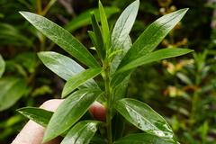 Pimelea longifolia