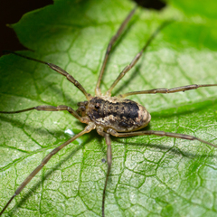 Oligolophus tridens
