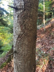 Abies alba