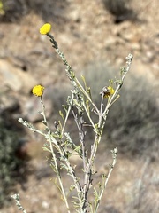 Pentzia incana