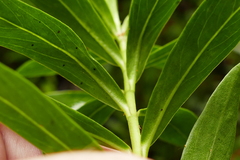 Pimelea longifolia