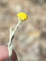 Pentzia incana